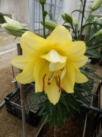 [4195 Exotic Sun PO No02.JPG]